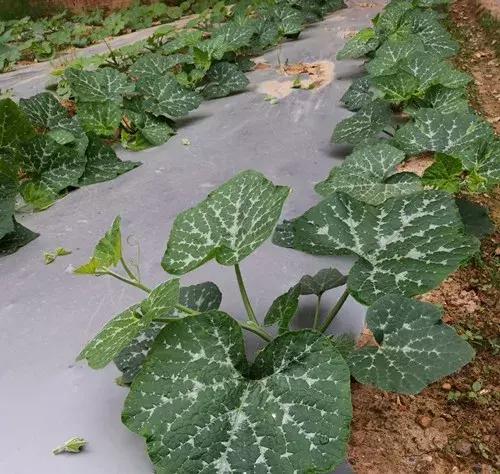 菜農種植無需噴農藥的蔬菜，不僅栽培簡單、而且效益高