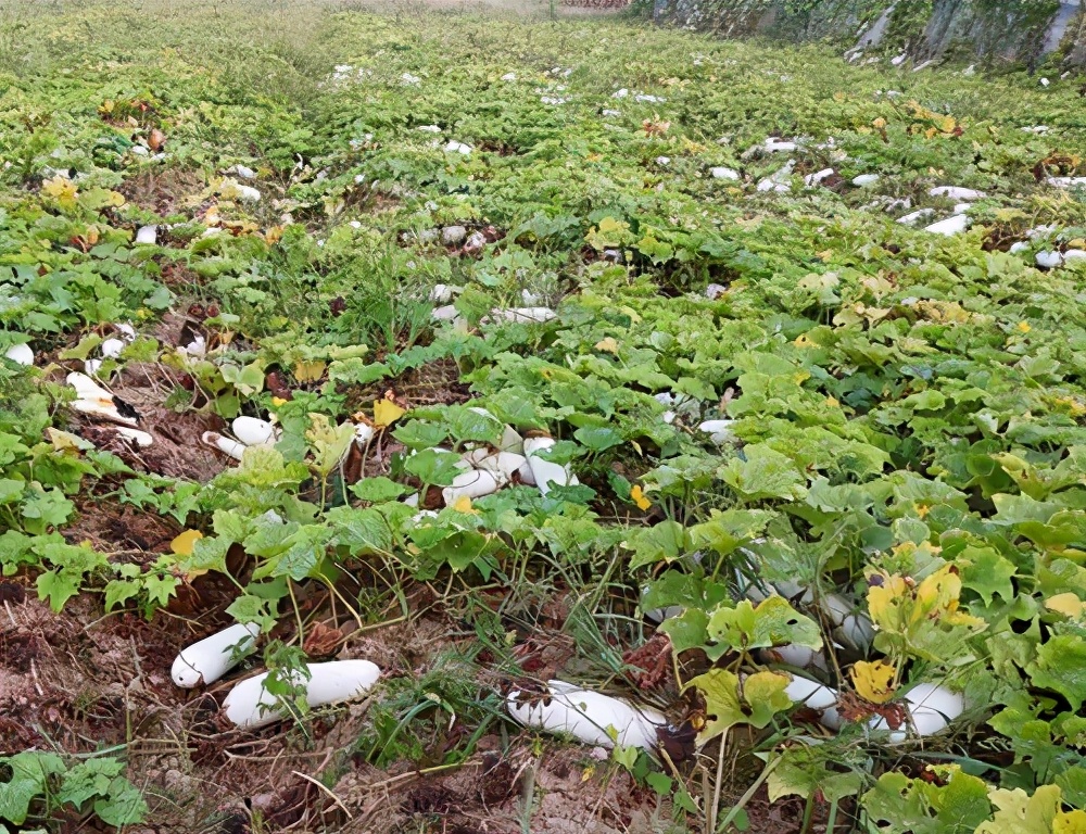 這個品種太優秀了！耐儲耐運，適合大面積種植，菜農瓜販都喜歡