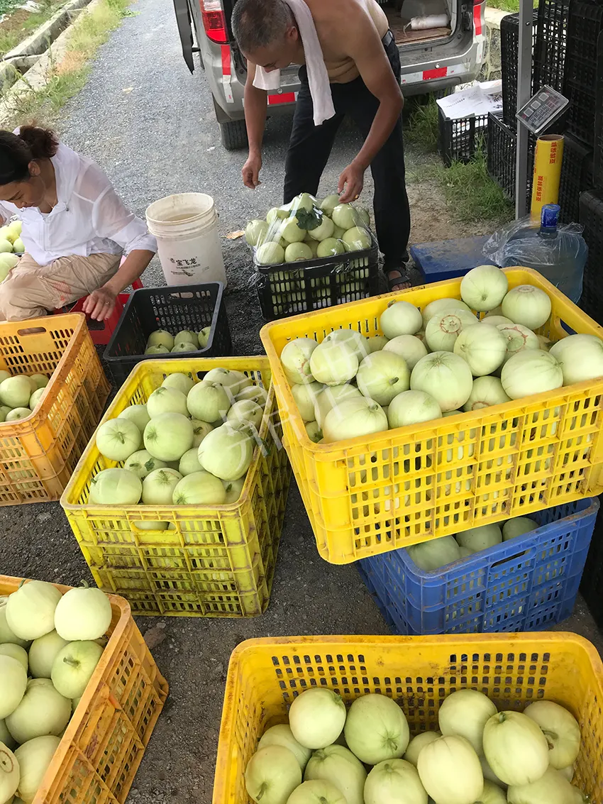 郴州農(nóng)戶種植新品種，果實(shí)又香又甜，很好賣