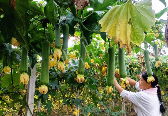 蔬菜種子種植戶客戶點評-8月，持續高溫下，這種絲瓜少見，少見！