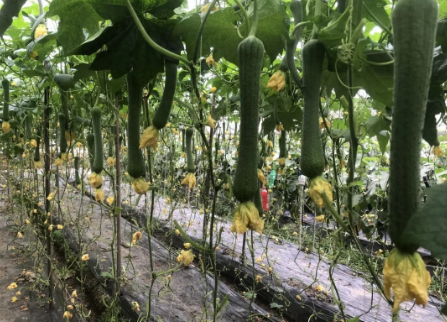 蔬菜種子種植戶客戶點評-我引進這個品種，幫助當地菜農發了財！